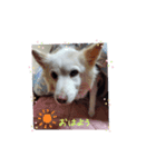 大好きな愛犬をスタンプにしました（個別スタンプ：5）