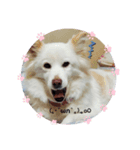 大好きな愛犬をスタンプにしました（個別スタンプ：6）