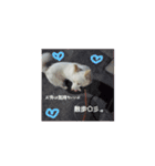 大好きな愛犬をスタンプにしました（個別スタンプ：7）