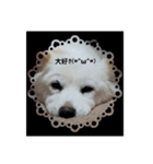 大好きな愛犬をスタンプにしました（個別スタンプ：8）