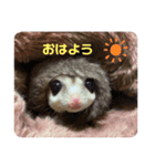 フクロモモンガ あずきスタンプ（個別スタンプ：2）