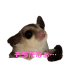 フクロモモンガ あずきスタンプ（個別スタンプ：4）