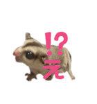 フクロモモンガ あずきスタンプ（個別スタンプ：9）