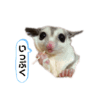 フクロモモンガ あずきスタンプ（個別スタンプ：13）