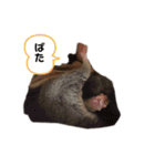 フクロモモンガ あずきスタンプ（個別スタンプ：15）