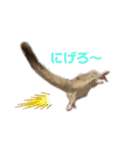 フクロモモンガ あずきスタンプ（個別スタンプ：20）