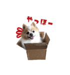 ポメラニアンとシャム猫きょうだい(日本語)（個別スタンプ：1）