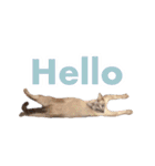 ポメラニアンとシャム猫きょうだい(日本語)（個別スタンプ：2）