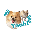 ポメラニアンとシャム猫きょうだい(日本語)（個別スタンプ：3）