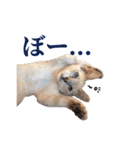 ポメラニアンとシャム猫きょうだい(日本語)（個別スタンプ：5）