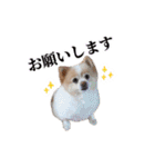 ポメラニアンとシャム猫きょうだい(日本語)（個別スタンプ：6）