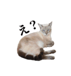 ポメラニアンとシャム猫きょうだい(日本語)（個別スタンプ：7）