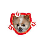 ポメラニアンとシャム猫きょうだい(日本語)（個別スタンプ：8）