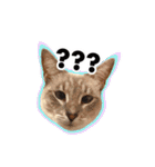 ポメラニアンとシャム猫きょうだい(日本語)（個別スタンプ：9）