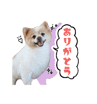 ポメラニアンとシャム猫きょうだい(日本語)（個別スタンプ：10）