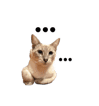 ポメラニアンとシャム猫きょうだい(日本語)（個別スタンプ：11）