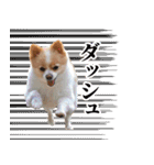 ポメラニアンとシャム猫きょうだい(日本語)（個別スタンプ：12）