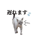 ポメラニアンとシャム猫きょうだい(日本語)（個別スタンプ：15）