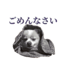 ポメラニアンとシャム猫きょうだい(日本語)（個別スタンプ：16）