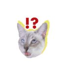 ポメラニアンとシャム猫きょうだい(日本語)（個別スタンプ：17）