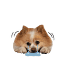 ポメラニアンとシャム猫きょうだい(日本語)（個別スタンプ：18）