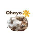 ポメラニアンとシャム猫きょうだい(日本語)（個別スタンプ：19）