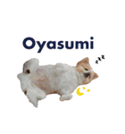 ポメラニアンとシャム猫きょうだい(日本語)（個別スタンプ：20）
