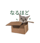 ポメラニアンとシャム猫きょうだい(日本語)（個別スタンプ：23）