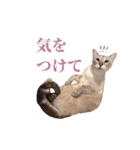 ポメラニアンとシャム猫きょうだい(日本語)（個別スタンプ：25）