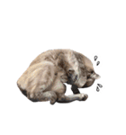 ポメラニアンとシャム猫きょうだい(日本語)（個別スタンプ：27）