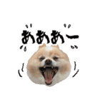 ポメラニアンとシャム猫きょうだい(日本語)（個別スタンプ：28）