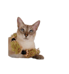 ポメラニアンとシャム猫きょうだい(日本語)（個別スタンプ：29）