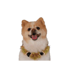 ポメラニアンとシャム猫きょうだい(日本語)（個別スタンプ：30）
