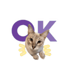 ポメラニアンとシャム猫きょうだい(日本語)（個別スタンプ：33）