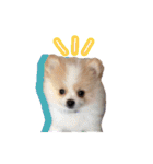 ポメラニアンとシャム猫きょうだい(日本語)（個別スタンプ：34）