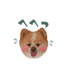 ポメラニアンとシャム猫きょうだい(日本語)（個別スタンプ：35）