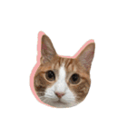 ポメラニアンとシャム猫きょうだい(日本語)（個別スタンプ：38）