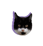 ポメラニアンとシャム猫きょうだい(日本語)（個別スタンプ：39）
