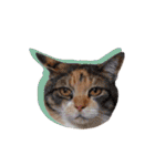 ポメラニアンとシャム猫きょうだい(日本語)（個別スタンプ：40）