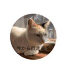 CozyCatShelter（個別スタンプ：2）
