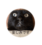 CozyCatShelter（個別スタンプ：3）