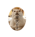 CozyCatShelter（個別スタンプ：4）