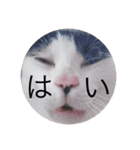 CozyCatShelter（個別スタンプ：5）