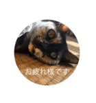 CozyCatShelter（個別スタンプ：6）