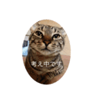 CozyCatShelter（個別スタンプ：7）
