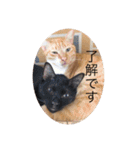 CozyCatShelter（個別スタンプ：8）