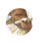 CozyCatShelter（個別スタンプ：9）
