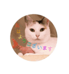 CozyCatShelter（個別スタンプ：10）