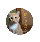 CozyCatShelter（個別スタンプ：15）