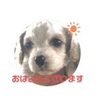 Kai’s happy life（個別スタンプ：1）
